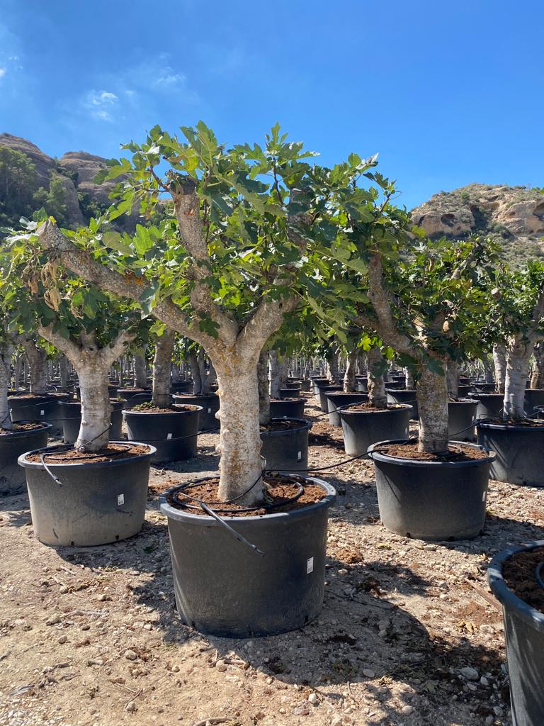 Fig Tree (Ficus Carica) Nursery | Wholesale | P.O.M.